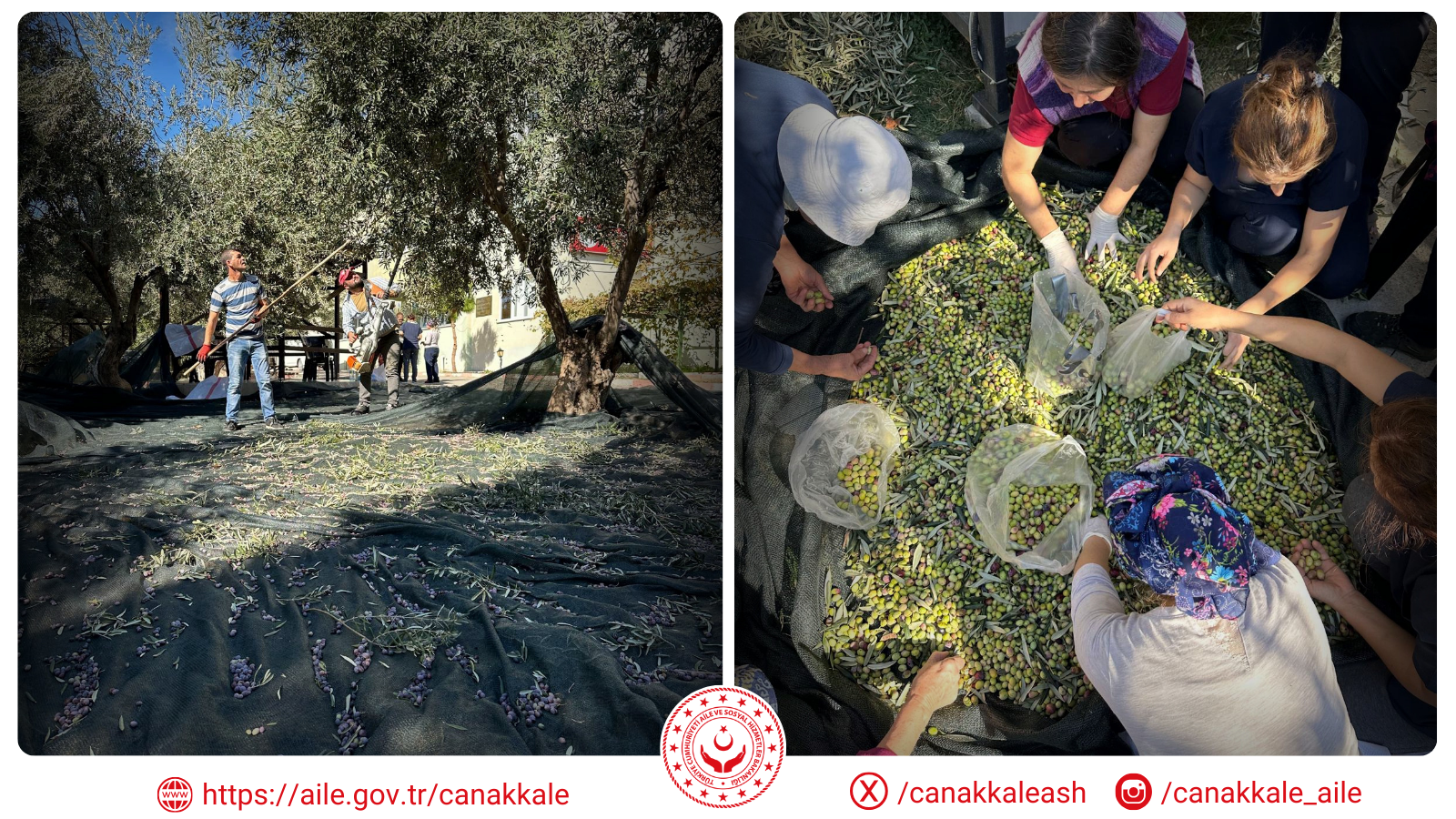 Hamiyet Feridun Sözen Huzurevi Zeytin Hasadı