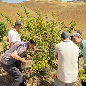 Üreterek Öğreniyor, Birlikte Hasat Ediyoruz - fotoğraf 3