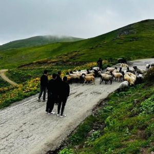 Düzköy İlçesine Bağlı Beypınarı Yaylası’nda Kamp Etkinliği Düzenlendi. - fotoğraf 1