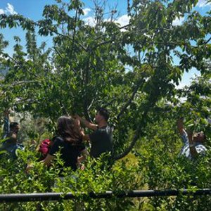 “Emekten Meyveye” İlk Hasat Heyecanı  - fotoğraf 2