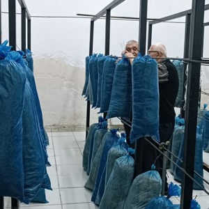 2024 yılında başlattığımız istiridye mantarı üretimine bu yılda devam ediyoruz - fotoğraf 6