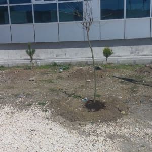 Baharın gelişi ile kurum ve kuruluşlarımızda ağaçlandırma çalışmaları başladı  - fotoğraf 10