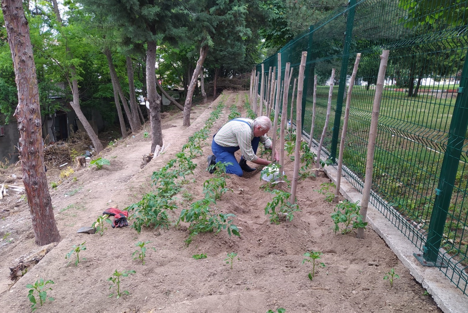 Kırklareli Huzurevi Müdürlüğünde hobi bahçesi dikim çalışmalarımız devam ediyor.