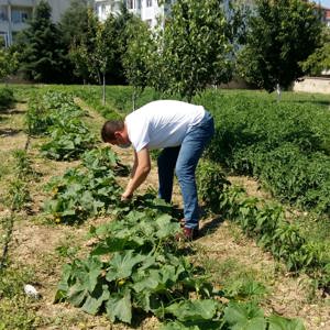 Kırklareli Bakım Rehabilitasyon ve Aile Danışma Merkezi Müdürlüğünün örnek projelerinden biri olan Engelsiz Hobi Bahçesi’nde yaz sezonu hasadı başladı.  - fotoğraf 2