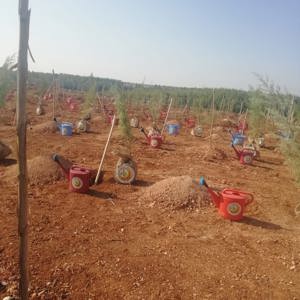 Genç Fidanlarımız, Fidan Dikti - fotoğraf 16