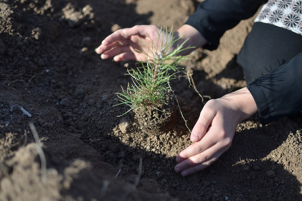 "81 ilde Mercan Ormanlarını Fidanla Buluşturacağız" Etkinliği