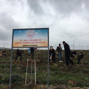  Mercan Hatıra Ormanı Fidan Dikim Etkinliği Düzenlendi. - fotoğraf 1