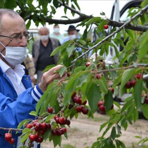 Huzurevi Sakinleri Kiraz Hasadında Buluştu - fotoğraf 5