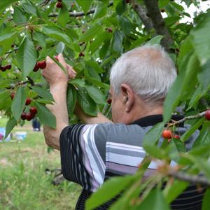 Huzurevi Sakinleri Kiraz Hasadında Buluştu - fotoğraf 8