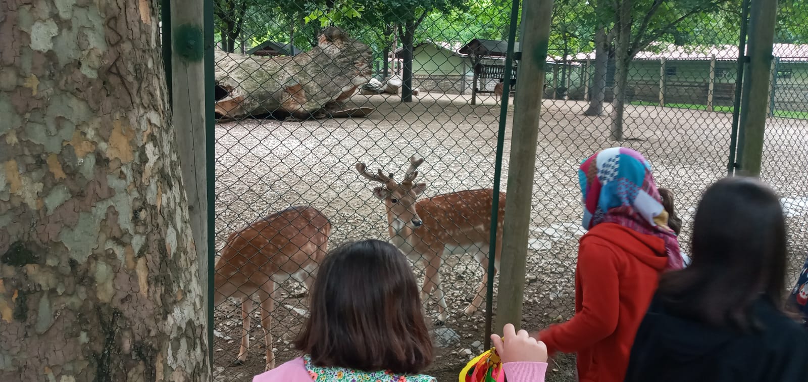 Çocuklarımız Hayvan Sevgisini Pekiştirdi