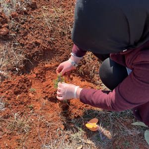 8 Mart Dünya Kadınlar Gününde Fidan Dikimi Gerçekleştirildi - fotoğraf 4